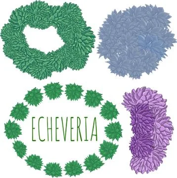 Set of elements plants echeveria 库存插图