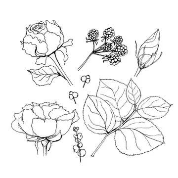 Set of elements. Vector illustrations of roses and leaves and berries on whit Illustrazione stock