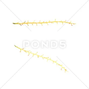 Set of Empty branch of Red Currant isolated over white background Stock Photos