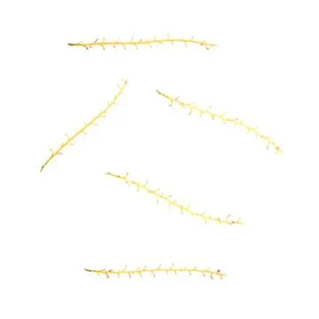 Set of Empty branch of Red Currant isolated over white background Stock Photos