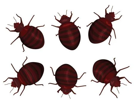 Set of enlarged bed bugs. Stock Illustration