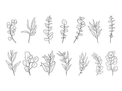 Set of Eucaliptus branches line art drawing. Vector outline illustration with Stock Illustration