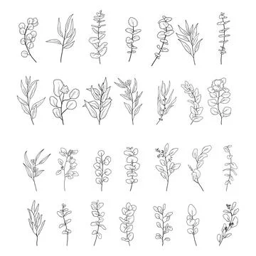 Set of Eucaliptus branches line art hand drawn. Vector outline illustration with Stock Illustration