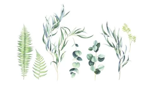 Set of eucalyptus and fern branches isolated on white. Watercolor illustratio 스톡 일러스트