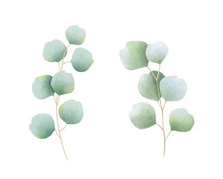 Set of eucalyptus branches. Hand drawn watercolor botanical illustration Stock Illustration