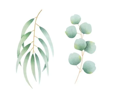 Set of eucalyptus branches isolated hand drawn watercolor botanical illustration Stock Illustration