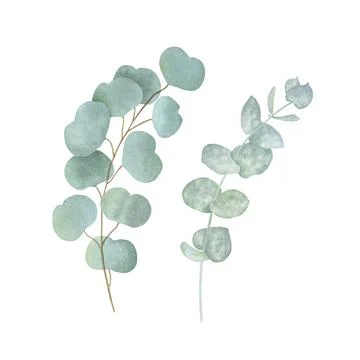 Set of eucalyptus branches isolated on white background. Watercolor illustration Stock Illustration