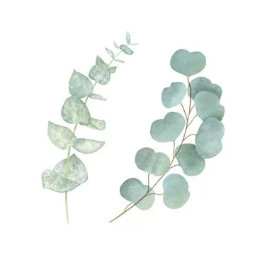 Set of eucalyptus branches isolated on white background. Watercolor illustration Stock Illustration