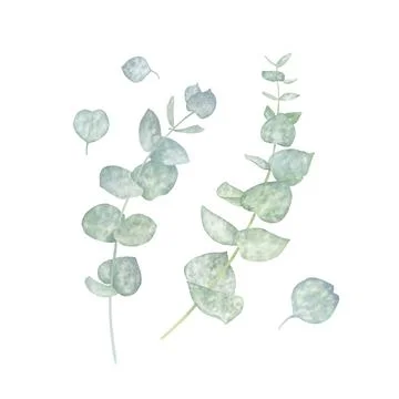Set of eucalyptus branches isolated on white background. Watercolor illustration Stock Illustration