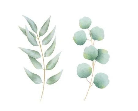 Set of eucalyptus branches isolated on white. Watercolor botanical illustration. Stock Illustration