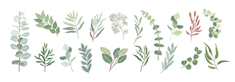 Set of Eucalyptus branches, leaves vector drawings Stock Illustration