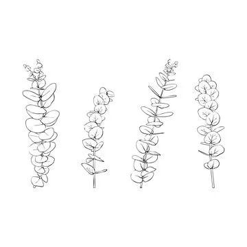 Set of eucalyptus branches. Vector illustration of greenery Stock Illustration