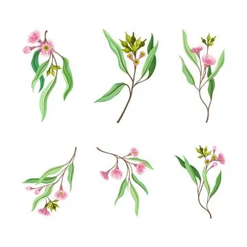Set of Eucalyptus flowering tree branches vector illustration Stock Illustration