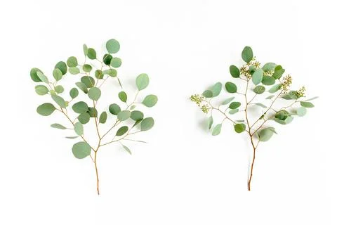 Set of eucalyptus leaves and eucalyptus branches with fruits in the form of Stock Photos