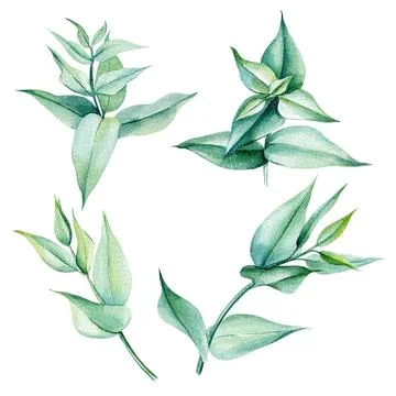 Set of eucalyptus leaves on an isolated white background, watercolor painting Stock Illustration