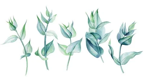 Set of eucalyptus leaves on an isolated white background, watercolor painting Stock Illustration