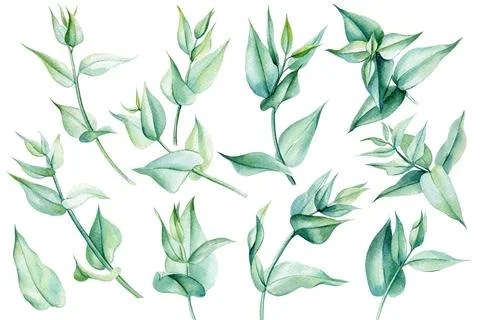 Set of eucalyptus leaves on an isolated white background, watercolor painting Stock Illustration