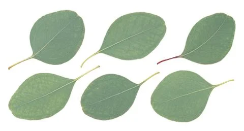 Set of eucalyptus leaves isolated on white background with clipping path. Stock Photos