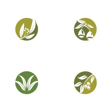 Set Eucalyptus leaves logo vector Stock Illustration