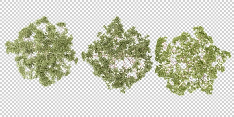 Set of Eucalyptus trees rendered from the top view Stock Photos