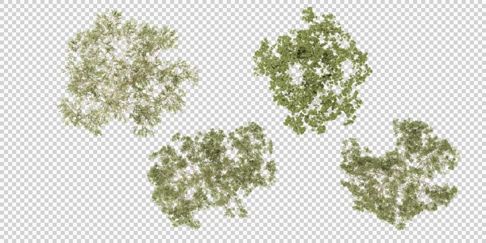Set of Eucalyptus trees top view for architecture layout Stock Photos