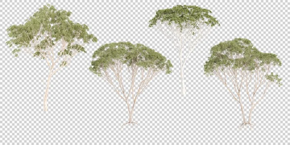 Set of Eucalyptus trees on transparent background, 3D rendering Stock Photos