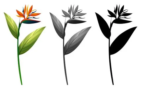 Set of exotic flower Illustration