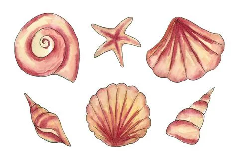 Set of exotic seashells. Stock Illustration