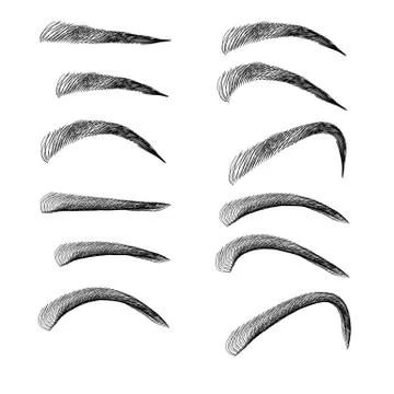 Set of Eyebrows In Different Shapes And Types Stock Illustration