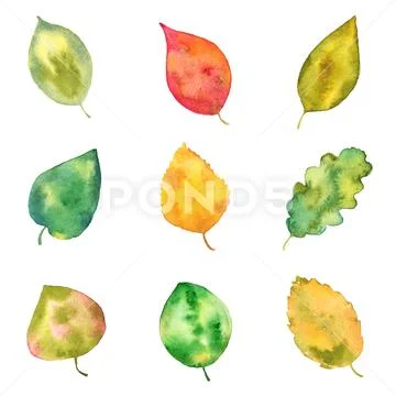 Set of Fall Tree Leaves, Watercolor Painted, Isolated on White Stock Illustration