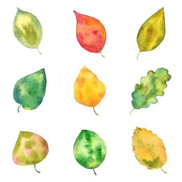 Set of Fall Tree Leaves, Watercolor Painted, Isolated on White Stock Illustration