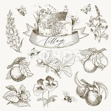 Set of farmhouse and garden flowers and fruits illustration. Hand drawn Stock Illustration