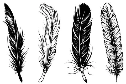 Set of feather engraved in sketch style isolated on white background. Vintage Stock Illustration