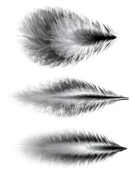Set of feathers. Vector Illustrazione stock