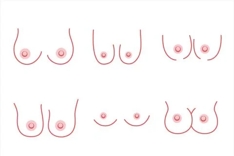 Set of female breasts, breasts of different sizes. Breast cancer. Line styl.. Stock Illustration