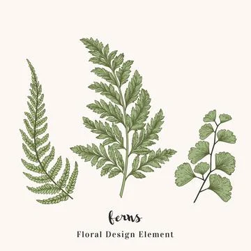 Set with ferns. Stock Illustration