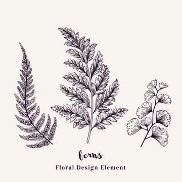 Set with ferns. Illustrazione stock