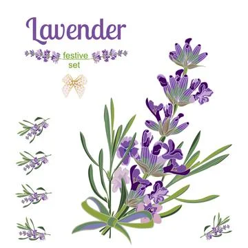 Set festive border and elements with Lavender flowers for 库存插图