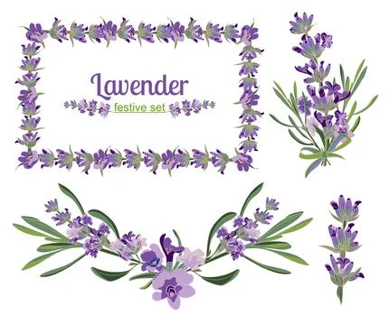 Set festive frames and elements with Lavender flowers for Stockillustratie