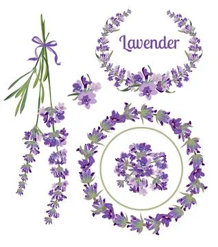 Set festive frames and elements with Lavender flowers for Stock Illustration
