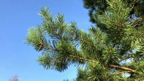 Set of fir branches isolated. Realistic detailed close up shot. Stock Footage 94997559
