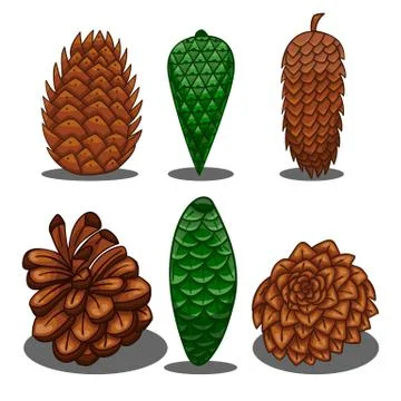 Set of fir cones Stock Illustration