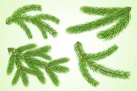 Set of fir or pine tree branches Stock Illustration