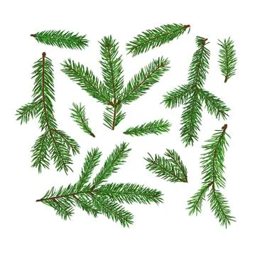 Set of fir tree branches isolated on white background. Christmas, new year Illustrazione stock