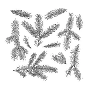 Set of fir tree branches isolated on white background. Realistic sketch style Stock Illustration