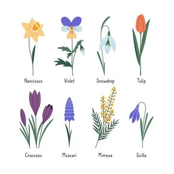 Set of first spring flowers with captions, cartoon style. Trendy modern vector Stock Illustration