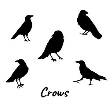 A set of five black crow silhouettes in various poses on a white background Stock Illustration