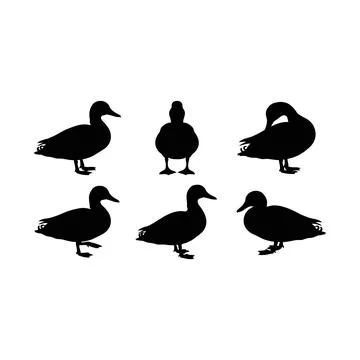 Set of five black silhouette ducks standing in various poses isolated on tr.. Stock Illustration