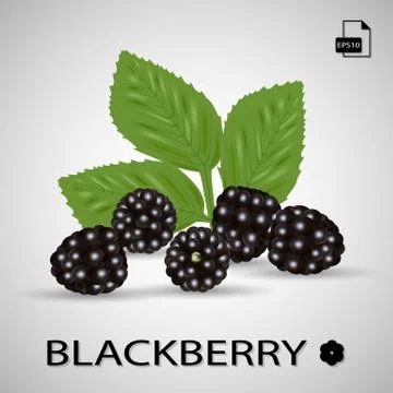 Set Of Five Blackberries Isolated On A Background. Stock Illustration