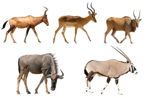 Set of five different antelopes Stock Photos